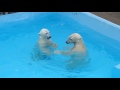 母娘でゆったりプール遊びのバフィン＆モモ 2017 06 29　浜松市動物園のホッキョクグマ