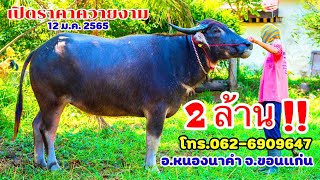 12 ม.ค.2565 เปิดราคาควายงาม แม่สาวสูง150+ ประกันท้องเงินอุทัย เปิด 2ล้านบาท!! อ.หนองนาคำ จ.ขอนแก่น