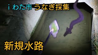 ｉわた市の新規水路でウナギ採り【天然ウナギを求めて】(第17夜)