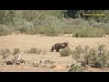 decisive confrontations part 4 hunter vs leopard lion coyote bear elephant