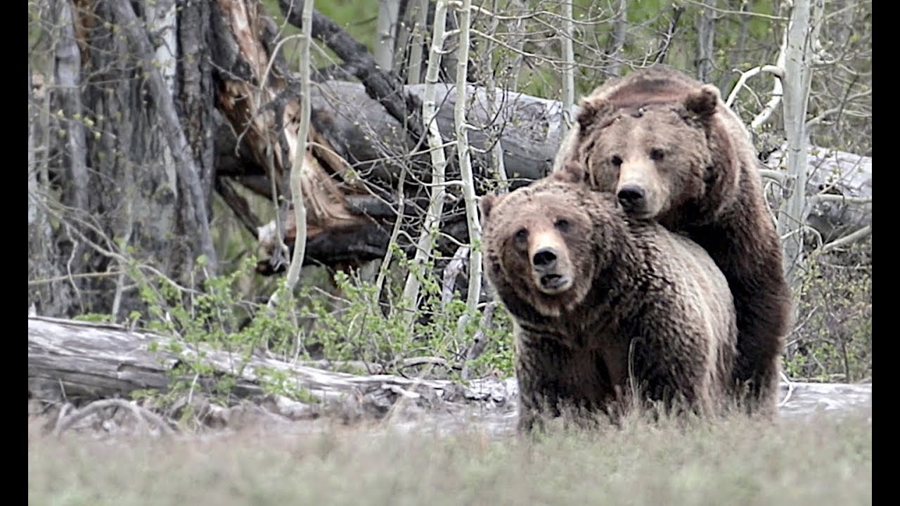 Wildlife Photography-Best Grizzly Bear Mating-Grizzly 399-Jackson Hole ...