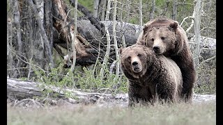 Wildlife Photography-Best grizzly bear mating-Grizzly 399-Jackson Hole/Grand Teton Park/Yellowstone