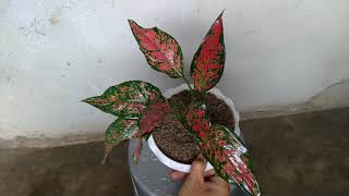 aglonema ruby batik