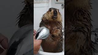 Marmot bath