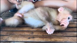 Baby monkey Miker drinking water