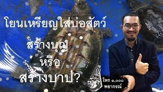 ความเชื่อผิดๆในการทำบุญ : โยนเหรียญใส่บ่อสัตว์ สร้างบุญ หรือสร้างบาป?