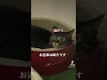 お返事は瞬きで。 short ペット ねこ