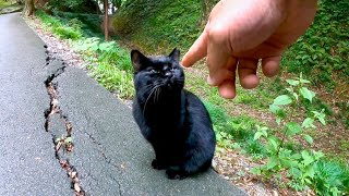 山道で黒猫がいたのでナデナデしたら別の黒猫もモフられに来た