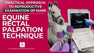 Equine Rectal Palpation Technique: How to Evaluate the Mare Reproductively