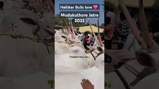 Hallikar Bulls love ❤️  mudukuthore Jatre 2025 #hallikar #hallikarcows #hallikarbulls #hallikarcalf