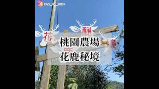 🐓桃園農場-花鹿秘境🦌