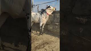 ##Malik_Waleed_bulls_in_Mandra_Mandi