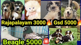 Dogs എല്ലാതും വിലക്കുറവിൽ 🔥Gsd 5000🚨Rajapalayam 3000🔥Beagle 5000🔥Cts 3000🔥Pets sale low rate in KL