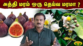 Therinthathum Theriyathathum | அத்தி மரம் ஒரு தெய்வ மரமா ? | Dr Nellai P.Subbaiah | Jaya Tv