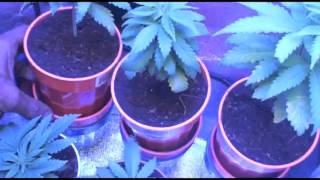 TRIP DEZE IN THE GROW: EPISODE #9