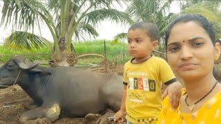 #मराठी vlog👉आज म्हशीला काय झालंय शेतात पण गेली नाही🐃 | म्हैस पालन व्यवसाय