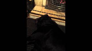 Rottweiler sleeping