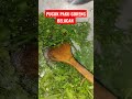 Pucuk Paku Goreng Belacan,Easy And Tasty Recipes