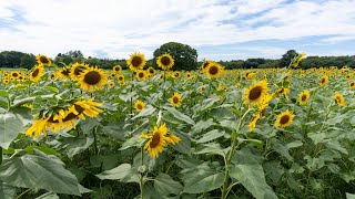 昭和記念公園のひまわり [4K] （東京都立川市）2022/8/14