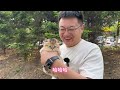 下雨不愁的大头矮脚金渐层， 太招人喜欢了！ 猫 猫咪~我与猫的故事【大熊玩猫】