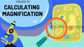 Magnification | How to calculate magnification and actual size