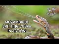 Mozambique spitting cobra (Naja mossambica) in action! Deadly venomous snake from Africa