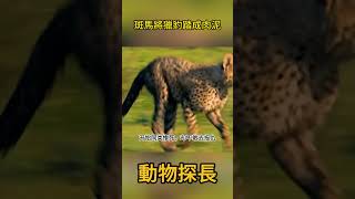 狂躁斑馬將獵豹踏成肉泥！ 反殺現場斑馬追殺獵豹 #動物世界#斑馬#獵豹