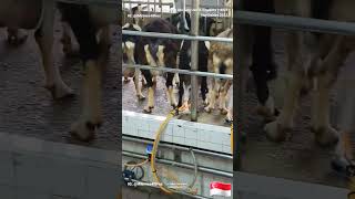 싱가폴 염소 젖 짜기! 불쌍한 염소 엄마들ㅜ (Goat milking in Hay Dairies Singapore)