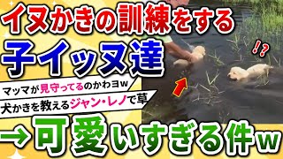 【2ch動物スレ】犬かきの訓練をする子イッヌ→可愛すぎると話題にｗｗｗ