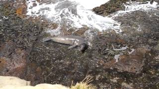 Hawaiian Monk Seals - Buster calls out for Kaiwi