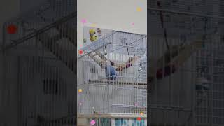 インコ　鈴と遊ぶ《セキセイインコ》