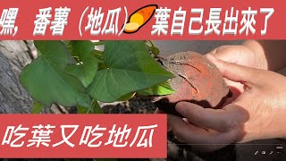 紅薯葉（地瓜葉 ），紅薯葉自己長出來了！ Sweet Potato Leaves Grow By Itself! Amazing!