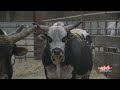 Bulls & Broncs event returns to Sioux Falls