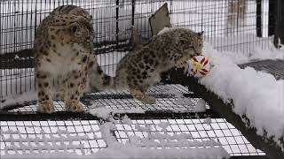 ユキヒョウ　ジーマと赤ちゃん　ボール落としちゃった～　旭山動物園　2019.11.18　Snowleopard　Zima＆cub