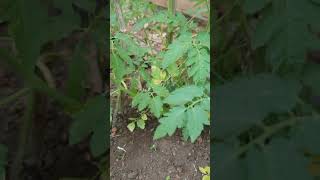 Removing weeds from the garden of tomatoes #garden #farming#foryoupage#youtubeshorts#viral