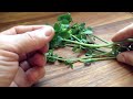 how to pick purslane for eating