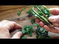 how to pick purslane for eating