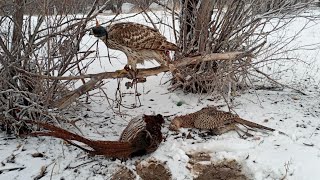 Қаршығамен қырғауыл аулау.  3-күн| 3th day hunting on Pheasant with Goshawk| Тетеревятник