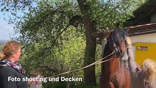 Decken, zwei Stuten und Foto shooting April 2020 - Privatgestüt Möningerberg