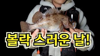 [볼락] 이런 손맛에 미치죠!! (Ulleungdo,rockfish,SeaLureFishing,Meval,メバル)