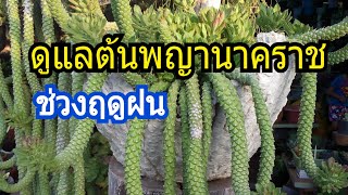 ต้นพญานาคราช ดูแลอย่างไร ไม่ให้เน่าในช่วงฤดูฝน/นานาพันธุ์ไม้ by นิตยา