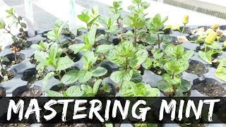 How I Propagate My Mint Plants (The Easy \u0026 Effective Way)