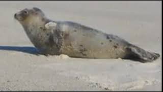 Seals of Cape Cod National Seashore