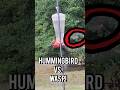 WASP vs. HUMMINGBIRD! Nature battle - who wins? #shorts