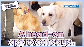 "I'm up for a fight."😠 [Dogs Are Incredible : EP.216-2] | KBS WORLD TV 240423