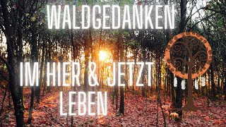 Waldgedanken: Im Hier \u0026 Jetzt leben - mit allen Sinnen in der Natur