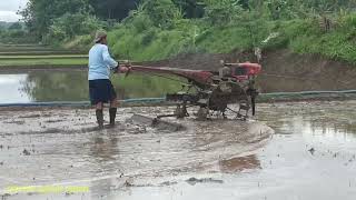 jalur pindah sawah traktor sawah menggaru meratakan tanah