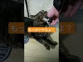 実家のてんかん持ちのネコ shorts 保護猫 cat 猫のいる暮らし 猫好きさんと繋がりたい ねこ cute