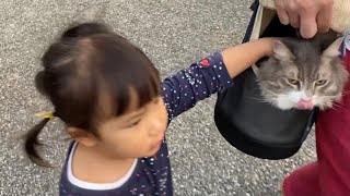 安産祈願へ同行する猫　ノルウェージャンフォレストキャット　A cat that accompanies a shrine