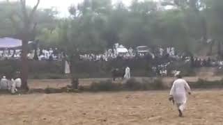 CHAMPION 2018 MELA KANAILY |DAND TARA |NEW RECORD |1ST NO|#TIME 4:32 Bull race #bullrace